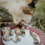 cara mengatasi kucing keracunan