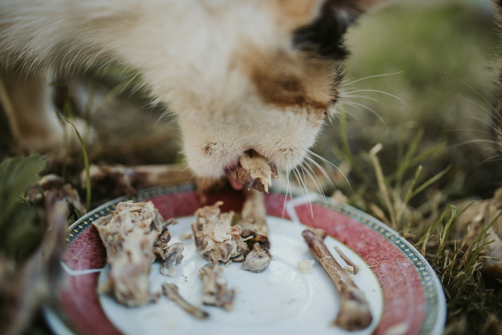 cara mengatasi kucing keracunan