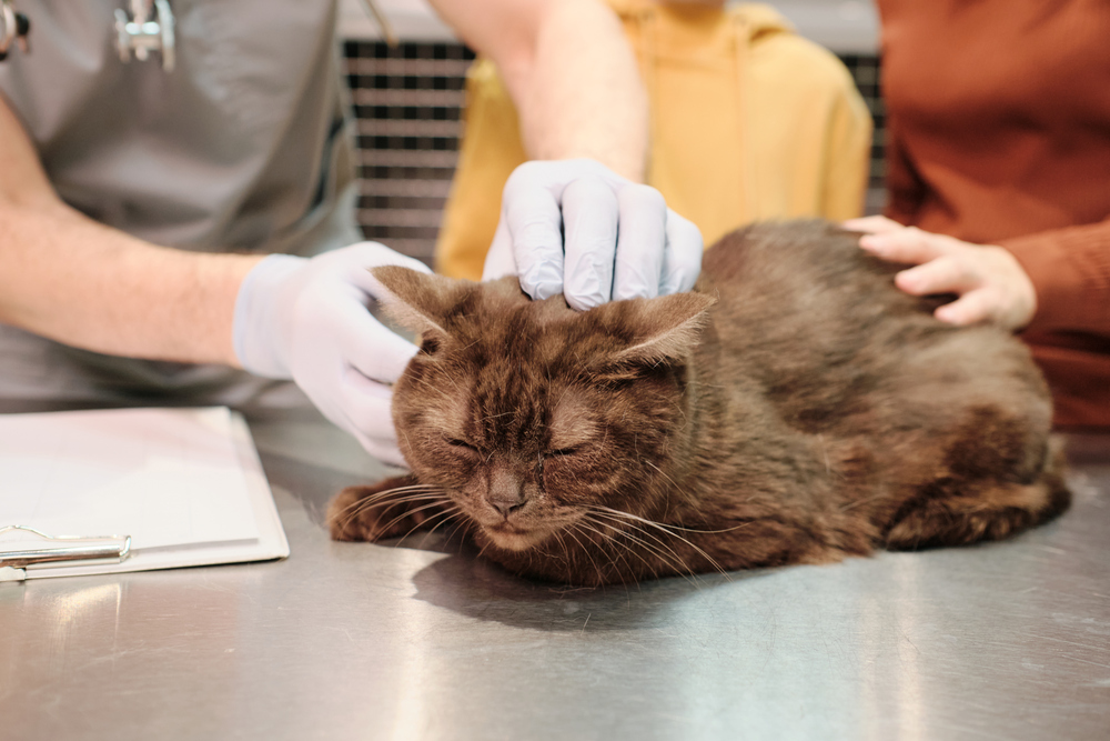 cara mengatasi scabies kucing