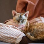 cara mengobati scabies kucing