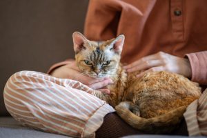 7 Cara Mengobati Scabies pada Kucing: Cegah agar Tidak Menyebar