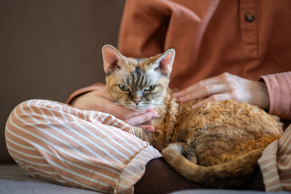 cara mengobati scabies kucing