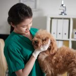 jamur pada anjing