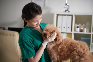 Jamur pada Anjing: Penyebab, Ciri, dan Cara Mengobatinya