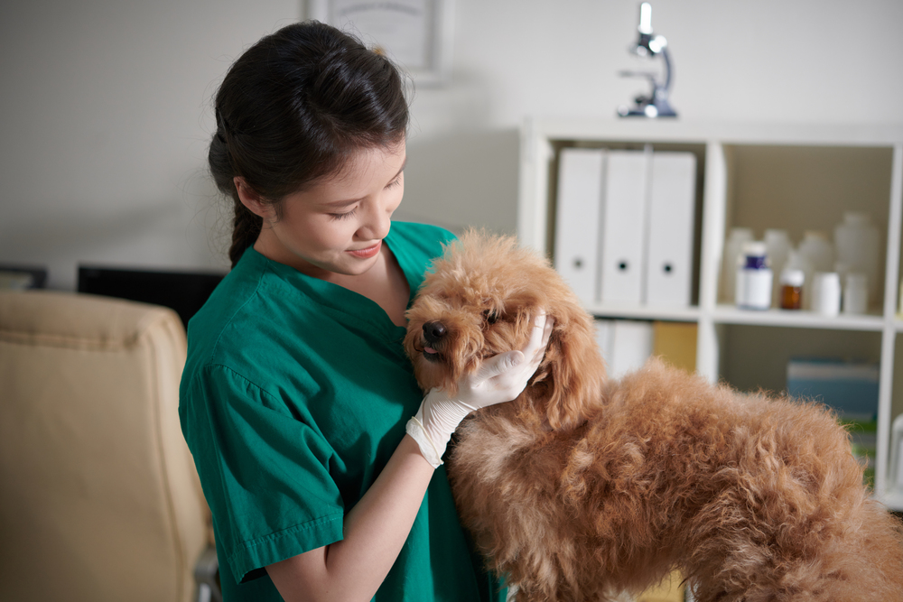 jamur pada anjing
