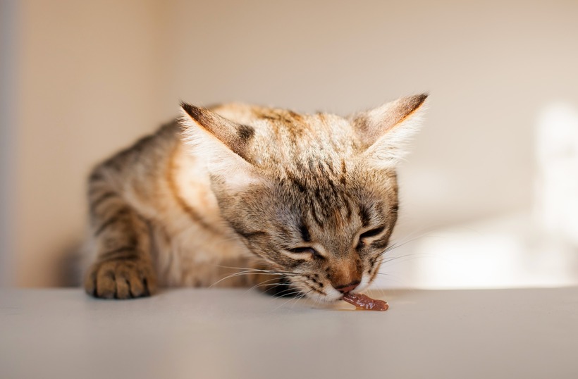 penyebab kucing keracunan