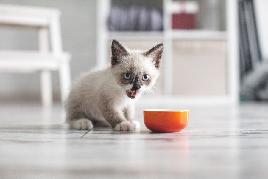 cara mengenalkan makanan pada anak kucing