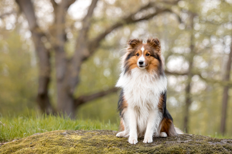 daftar anjing paling pintar di dunia