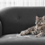 penyebab bulu kucing rontok