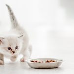 umur berapa anak kucing bisa makan