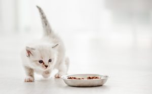 Umur Berapa Anak Kucing Bisa Makan? Begini Fase Tumbuh Sehat Si Kecil