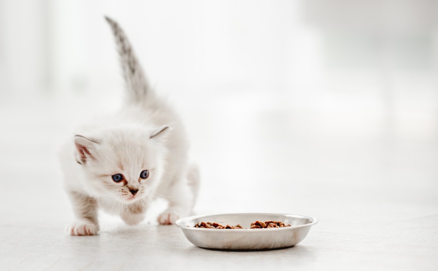 umur berapa anak kucing bisa makan