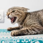 ciri ciri kucing rabies
