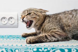 10 Ciri-Ciri Kucing Rabies: Ciri Fisik dan Perilaku Lengkap!