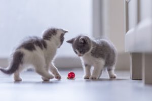 Perkembangan Anak Kucing: Dari Lahir Sampai Dewasa!