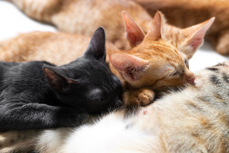 perkembangan anak kucing minggu per minggu