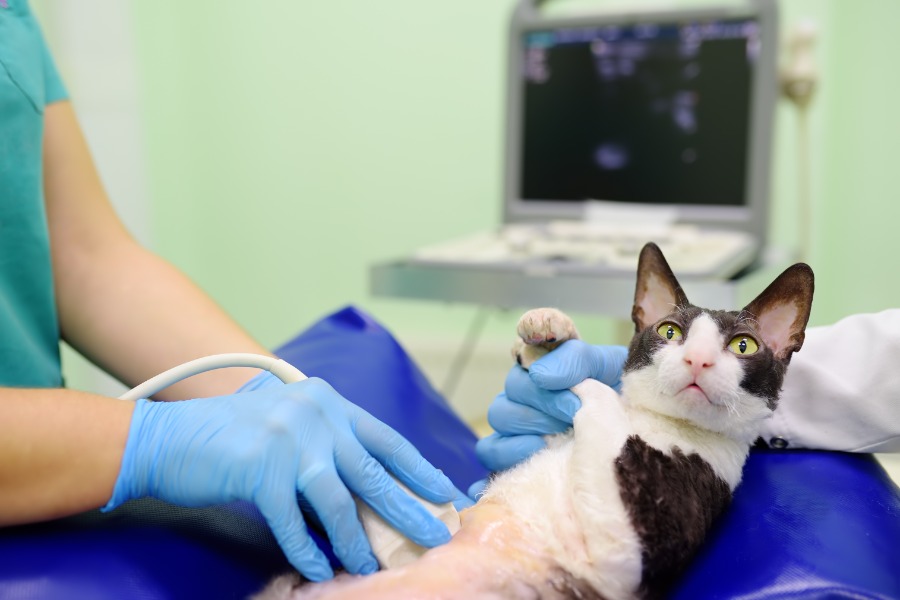 anak kucing mati di dalam perut induknya