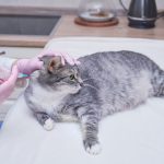 benjolan di leher kucing