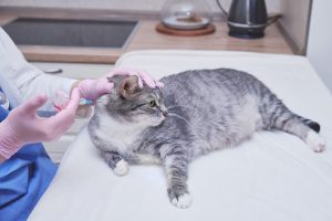 Benjolan di Leher Kucing: Penyebab, Ciri, & Kapan Harus ke Dokter