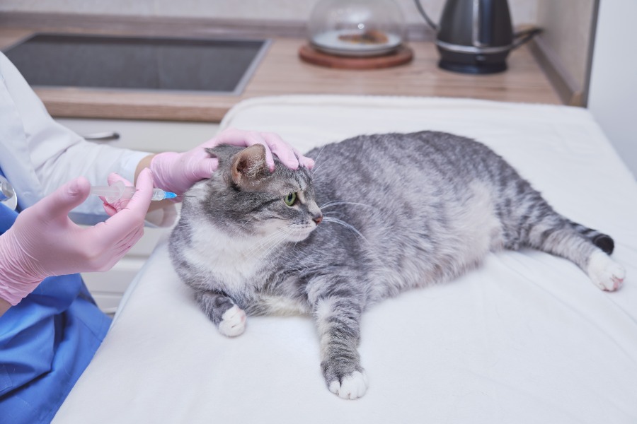 benjolan di leher kucing