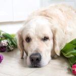 biaya kremasi anjing