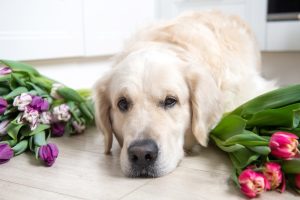 Panduan Lengkap Biaya Kremasi Anjing & Prosedurnya