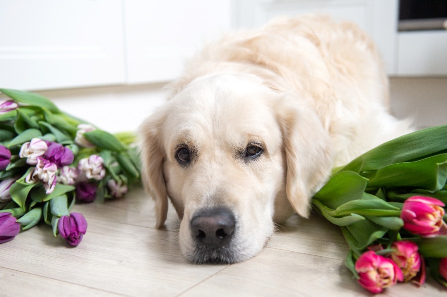 biaya kremasi anjing