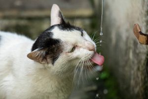Ciri Ciri Kucing Dehidrasi, Gejala, dan Cara Mengatasinya