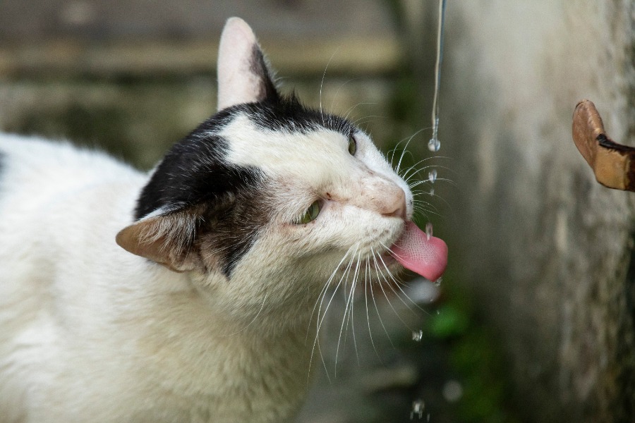 ciri ciri kucing dehidrasi