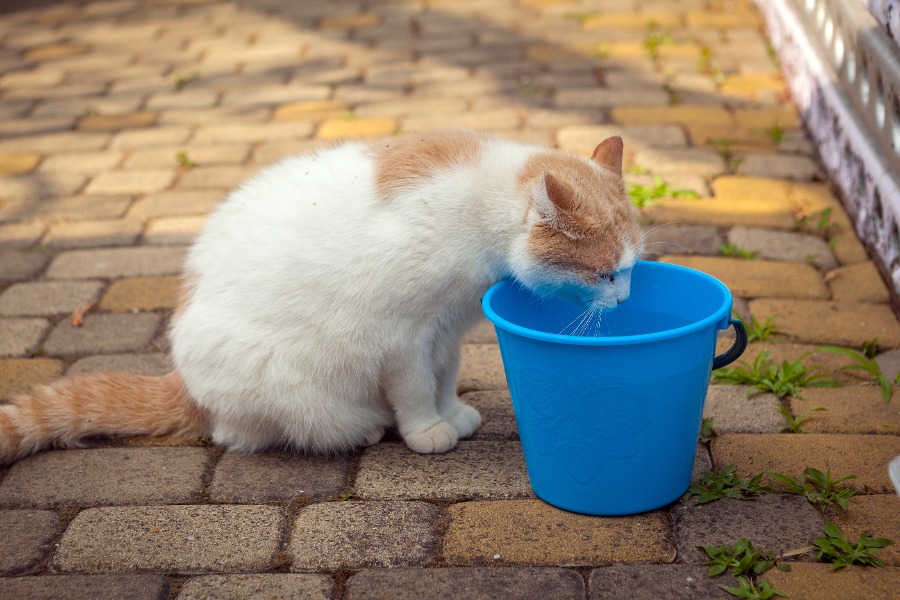 gejala umum kucing dehidrasi