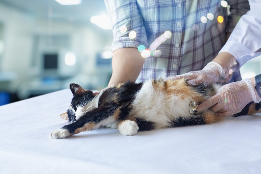penyebab perut kucing keras