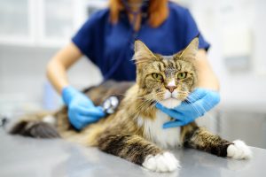 Kenali Penyebab Perut Kucing Keras dan Cara Mengatasinya