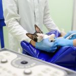 tanda anak kucing mati di dalam perut
