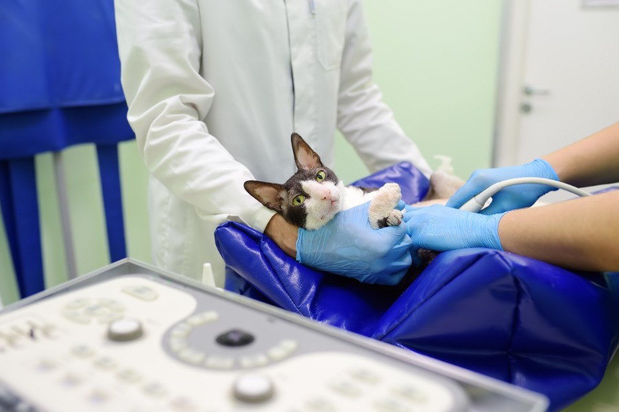 tanda anak kucing mati di dalam perut