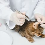 cara membersihkan telinga kucing