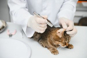 8 Cara Membersihkan Telinga Kucing Lengkap dengan Peralatan yang Dibutuhkan
