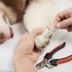 cara memotong kuku anjing