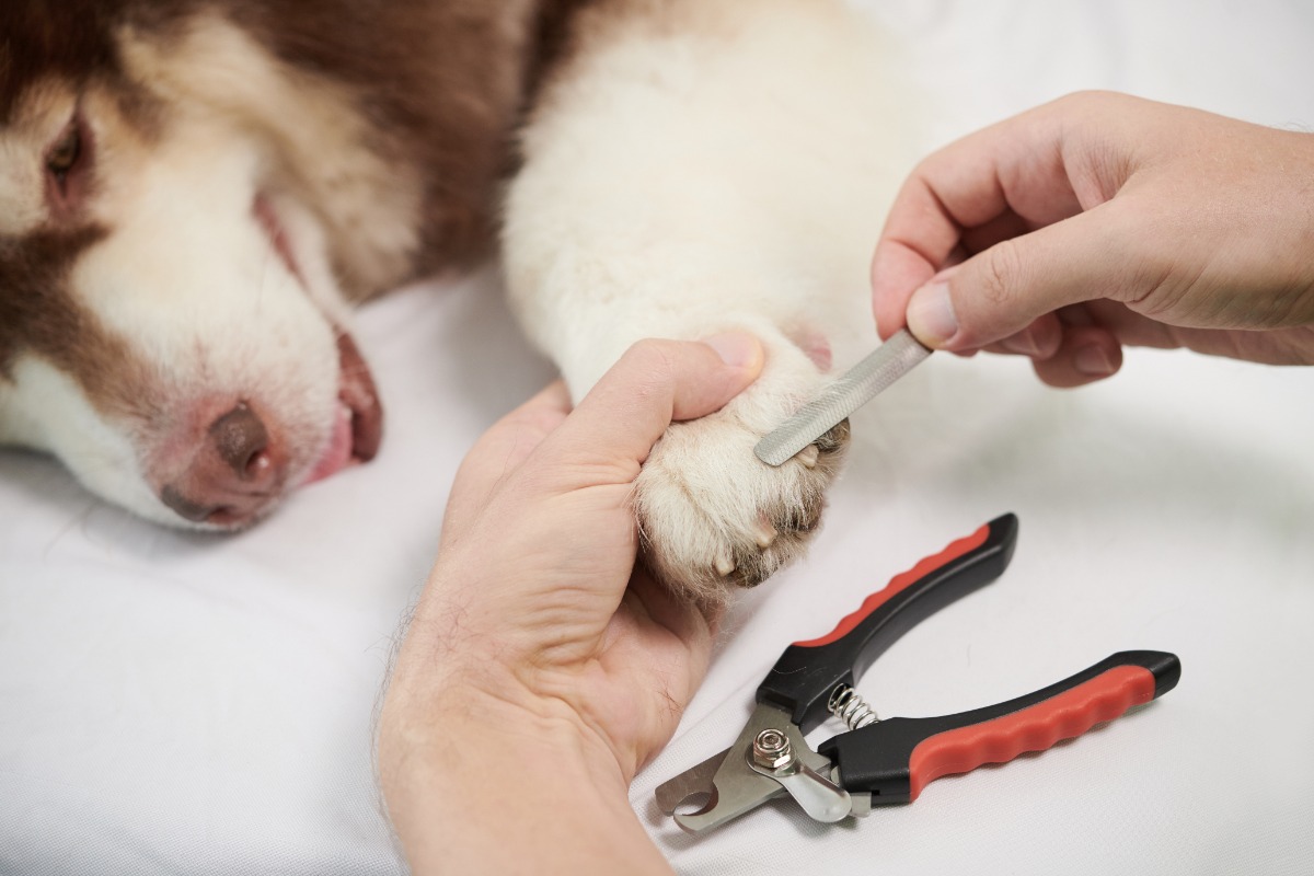 cara memotong kuku anjing