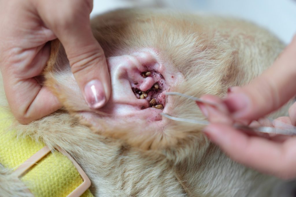 kapan telinga kucing harus dibersihkan