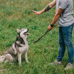 cara melatih agar anjing tenang