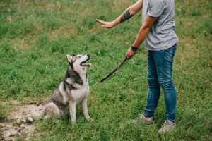 Cara Melatih Anjing agar Tenang dan Lebih Patuh