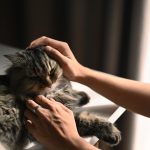 cara mengatasi kucing kejang