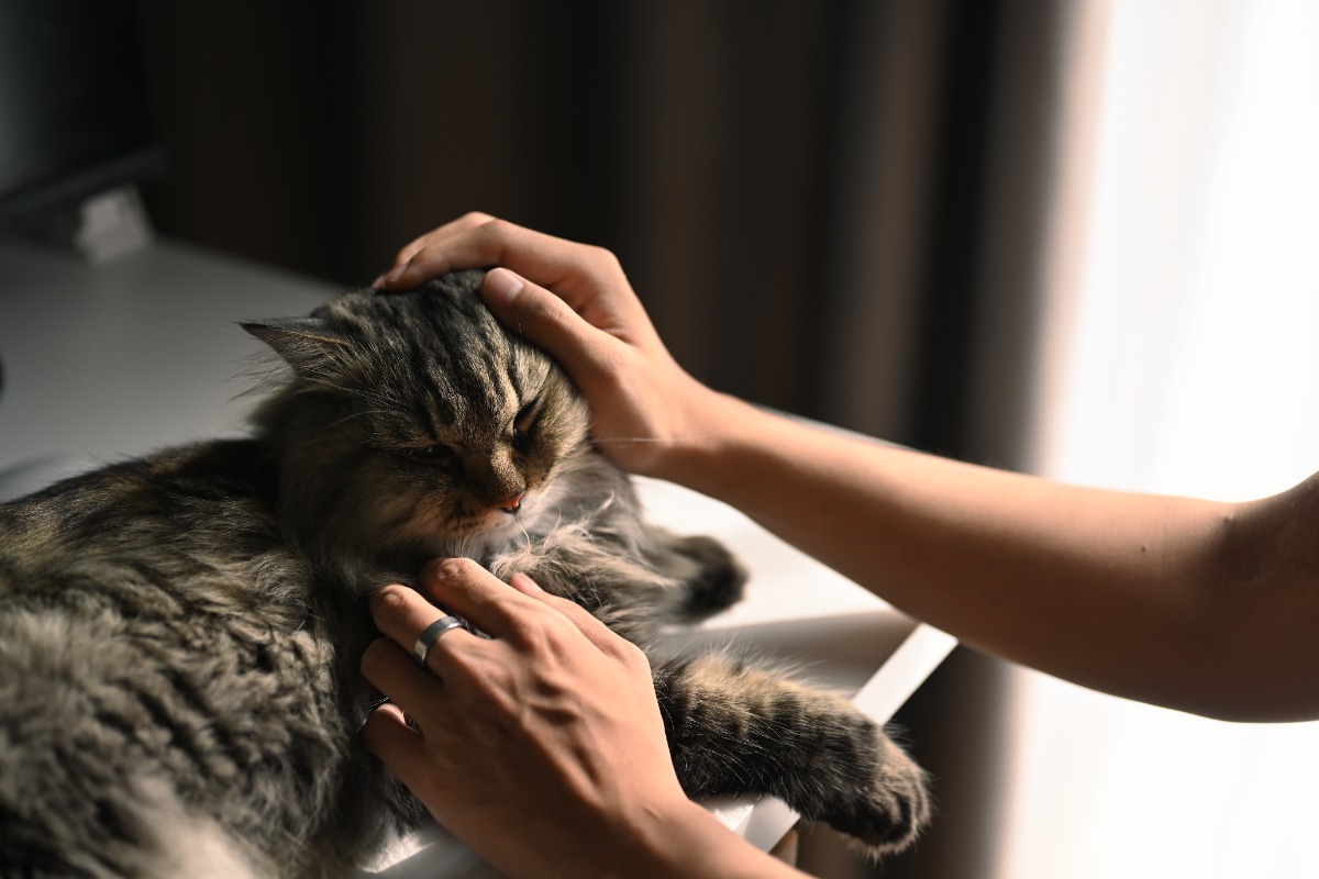 cara mengatasi kucing kejang