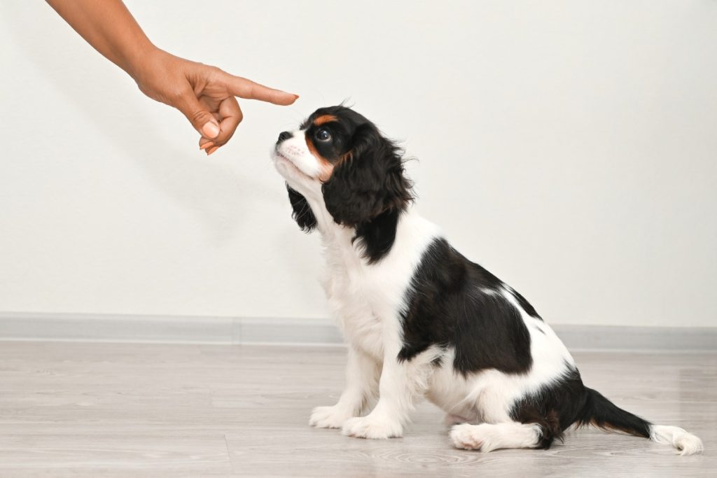 penyebab anjing tidak tenang