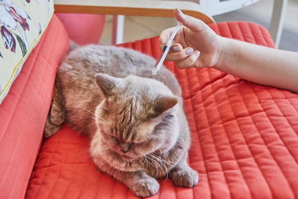 penyebab kucing kejang