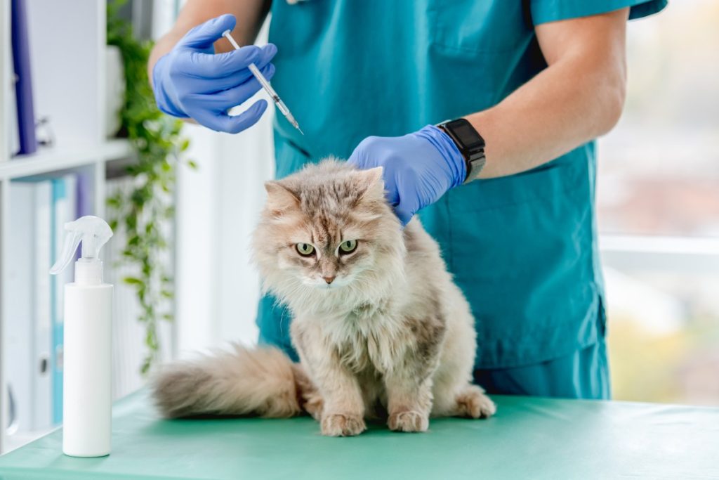 apa itu calicivirus pada kucing