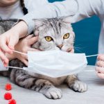 calicivirus pada kucing