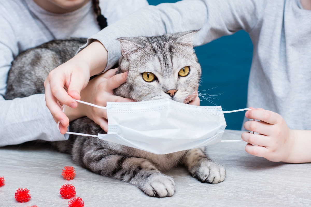 calicivirus pada kucing