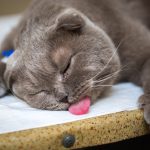 cara mengatasi kucing sesak napas