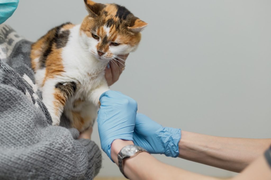 cara mengecek kondisi kaki kucing di rumah